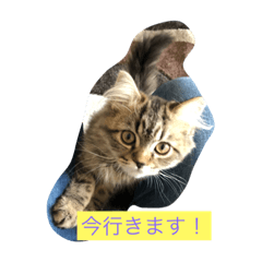 [LINEスタンプ] むーさんの一言