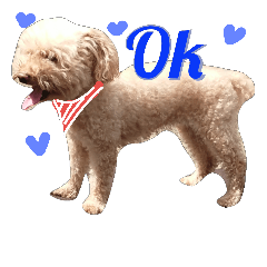 [LINEスタンプ] poodle dog yeah yeah