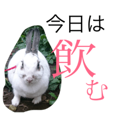 [LINEスタンプ] うさぎのもんじゃ