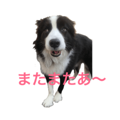 [LINEスタンプ] ボーダーコリーのアレンくん