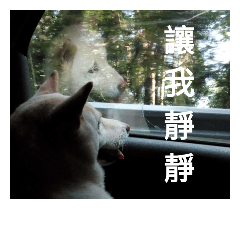 [LINEスタンプ] Daily Life of a White Shiba Inu Dogthing