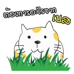 [LINEスタンプ] My name is Best Cat