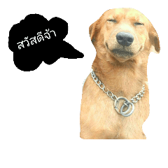 [LINEスタンプ] dog dog555