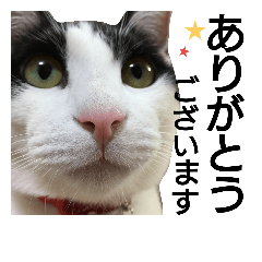 [LINEスタンプ] ハチワレももた2ゆる～い敬語ver