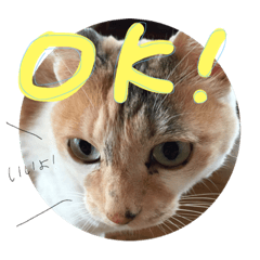 [LINEスタンプ] 猫の名前はきなこです。