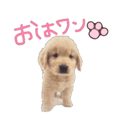 [LINEスタンプ] うちのゴンちゃん♂♡挨拶スタンプ