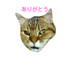 [LINEスタンプ] yumecatsdream