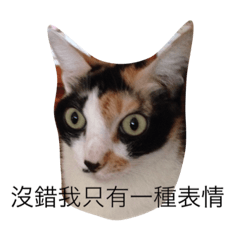 [LINEスタンプ] poker-faced cat ...1