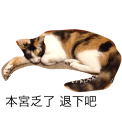 [LINEスタンプ] cat speaks hi