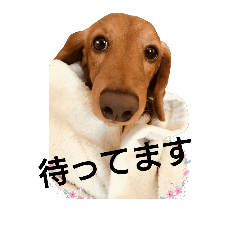 [LINEスタンプ] うちのレオ君