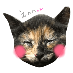 [LINEスタンプ] さび猫.あんこ©︎すたんぷ