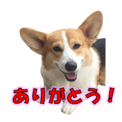 [LINEスタンプ] コーギーの実写スタンプ