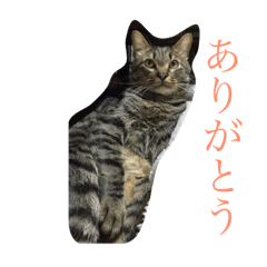 [LINEスタンプ] おしゃべりネコちゃん