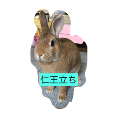 [LINEスタンプ] ウサギ りくちゃん2