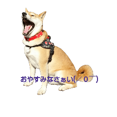 [LINEスタンプ] 柴犬 銀ちゃん