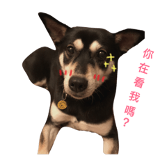 [LINEスタンプ] Cuht Dog