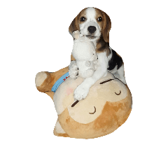 [LINEスタンプ] Pepper the Beagle