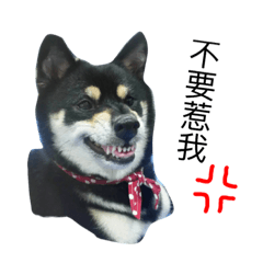 [LINEスタンプ] Black Shiba Pudding