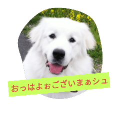 [LINEスタンプ] グレートピレニーズのシュシュ