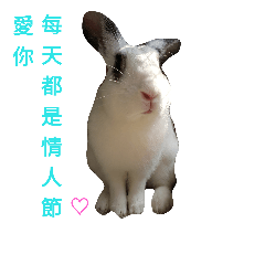 [LINEスタンプ] DODORabbit_2