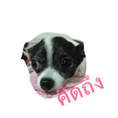 [LINEスタンプ] chokchai chihuahua 1