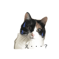 [LINEスタンプ] 三毛猫の気持ち