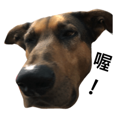 [LINEスタンプ] DooDooDog