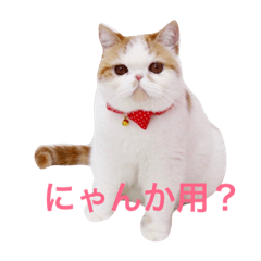 [LINEスタンプ] エキゾチックショートヘアのぶちょお