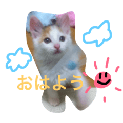 [LINEスタンプ] nyantama stamp