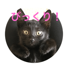 [LINEスタンプ] 黒猫はるさん