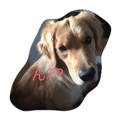 [LINEスタンプ] 日常的な犬！