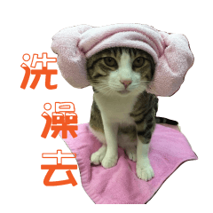 [LINEスタンプ] Cat a life