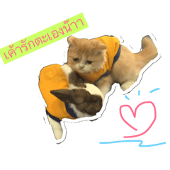 [LINEスタンプ] Thecat2018