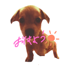 [LINEスタンプ] うちの犬のおこげ