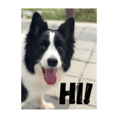 [LINEスタンプ] Border collie - OREO