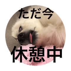 [LINEスタンプ] 秋田犬のようなポメラニアン