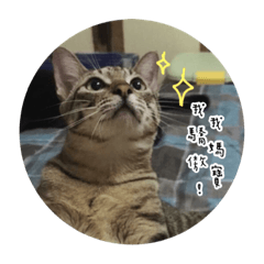 [LINEスタンプ] CCCCCCat