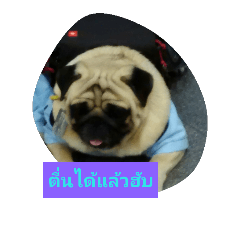 [LINEスタンプ] Dear.  dog