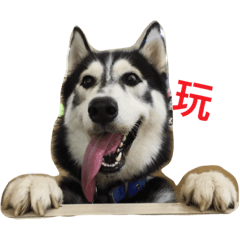 [LINEスタンプ] Vodka husky daily