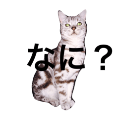 [LINEスタンプ] チワワとねこ。