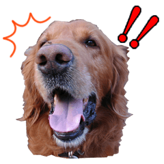 [LINEスタンプ] 人間っぽい犬アイリッシュセター