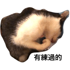 [LINEスタンプ] money cat life