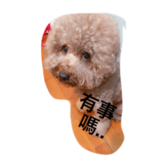 [LINEスタンプ] Poodle Dog love