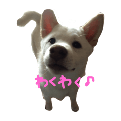 [LINEスタンプ] shiroshiba sora