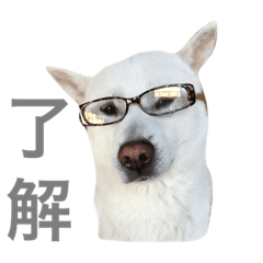 [LINEスタンプ] 紀州犬 えん＆ももか