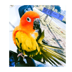 [LINEスタンプ] Sun Conure