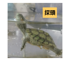 [LINEスタンプ] Three turtles 123