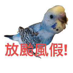 [LINEスタンプ] Budgerigar Poppy(weather ver.)