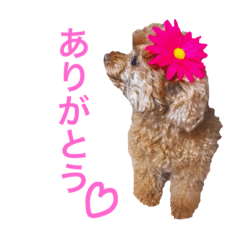 [LINEスタンプ] 毎日使える日常会話トイプードル