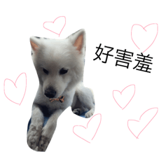 [LINEスタンプ] Dog  run